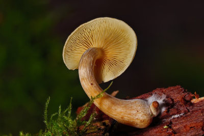 Mushroom-derived materials could offer benefits for developing nations in Africa